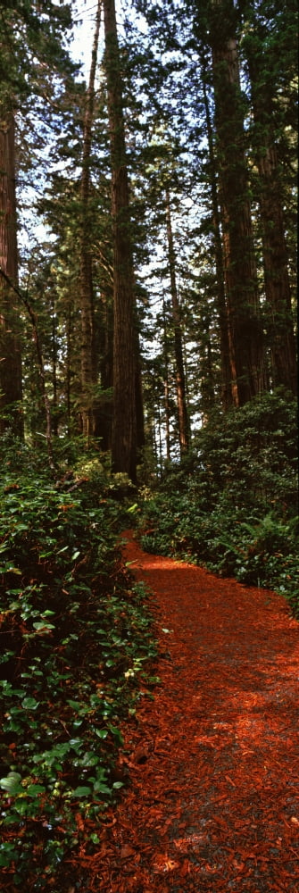 Trail passing through Eisenhower Grove Redwood National Park California USA Canvas Art - Panoramic Images (36 x 12)
