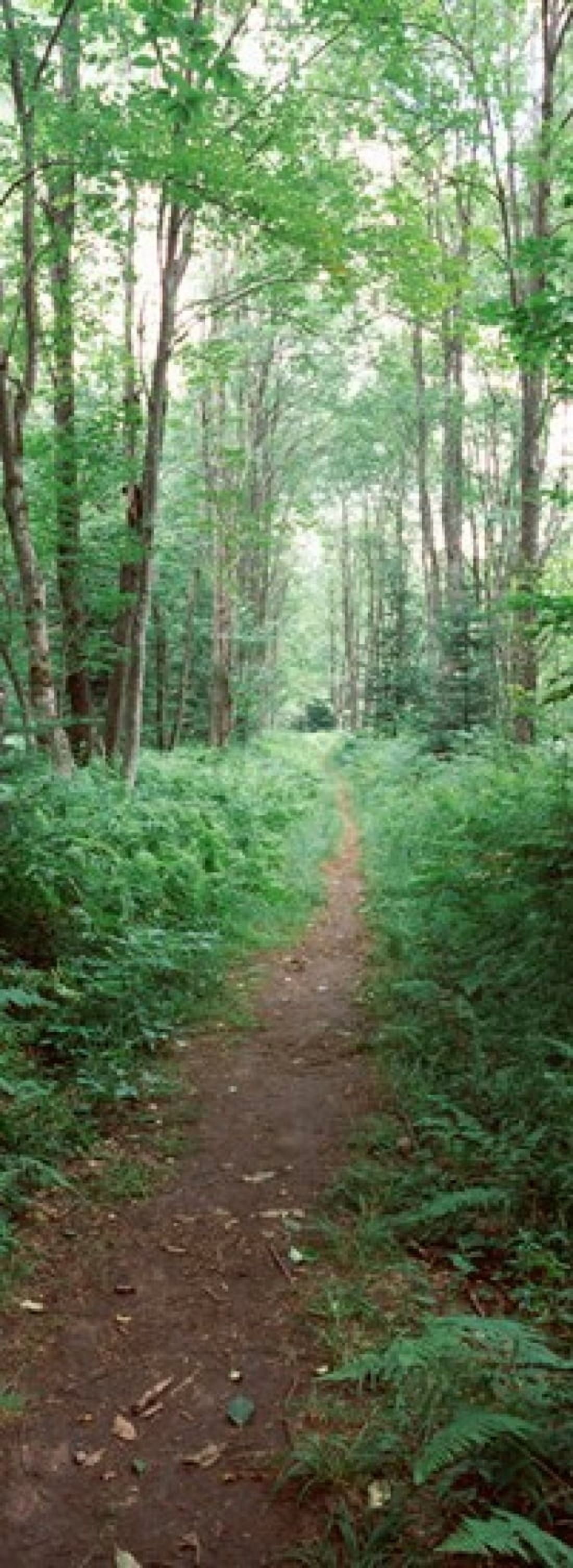 Trail passing through a forest Adirondack Mountains Old Forge Herkimer County New York State USA Canvas Art - Panoramic Images (18 x 7)