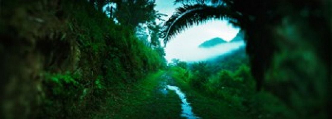 Trail through a rainforest Cayo District Belize Canvas Art - Panoramic Images (36 x 13)
