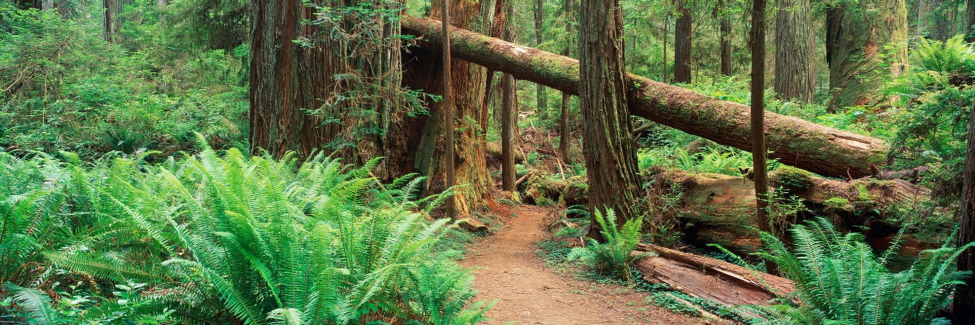 Trail through forest Canvas Art - Panoramic Images (27 x 9)