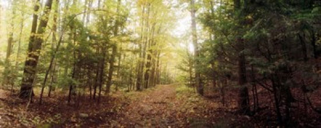 Trail through the forest of the Catskills in Kaaterskill Falls New York State USA Canvas Art - Panoramic Images (15 x 6)