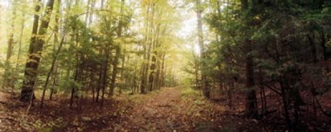 Trail through the forest of the Catskills in Kaaterskill Falls New York State USA Canvas Art - Panoramic Images (30 x 12)