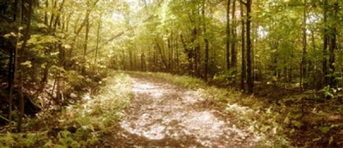 Trail through the forest of the Catskills in Kaaterskill Falls New York State USA Canvas Art - Panoramic Images (30 x 13)
