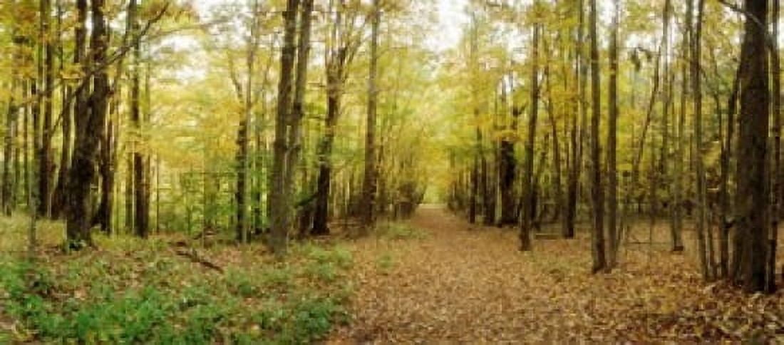 Trail through the forest of the Catskills in Kaaterskill Falls New York State USA Canvas Art - Panoramic Images (30 x 14)