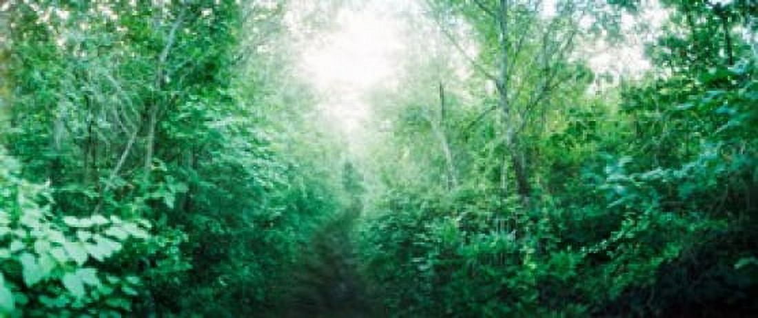 Trail through the woods along Fort Tilden beach Queens New York City New York State USA Canvas Art - Panoramic Images (30 x 13)