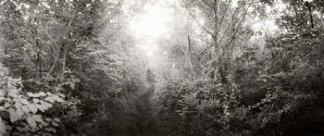 Trail through the woods at Fort Tilden beach Queens New York City New York State USA Canvas Art - Panoramic Images (15 x 6)