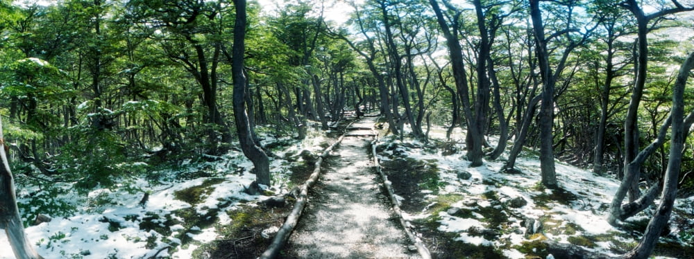Trail through the trees of Tierra del Fuego National Park Ushuaia Tierra del Fuego Province Patagonia Argentina Canvas Art - Panoramic Images (12 x 30)
