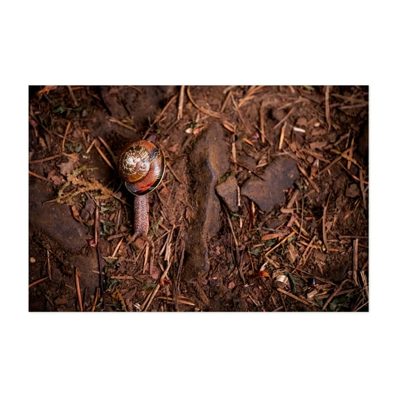Trailblazer Snail - Photography Wildlife Nature Insect Forest Woodland Moody Rustic Unframed Wall Art Print 12 x 18 inches