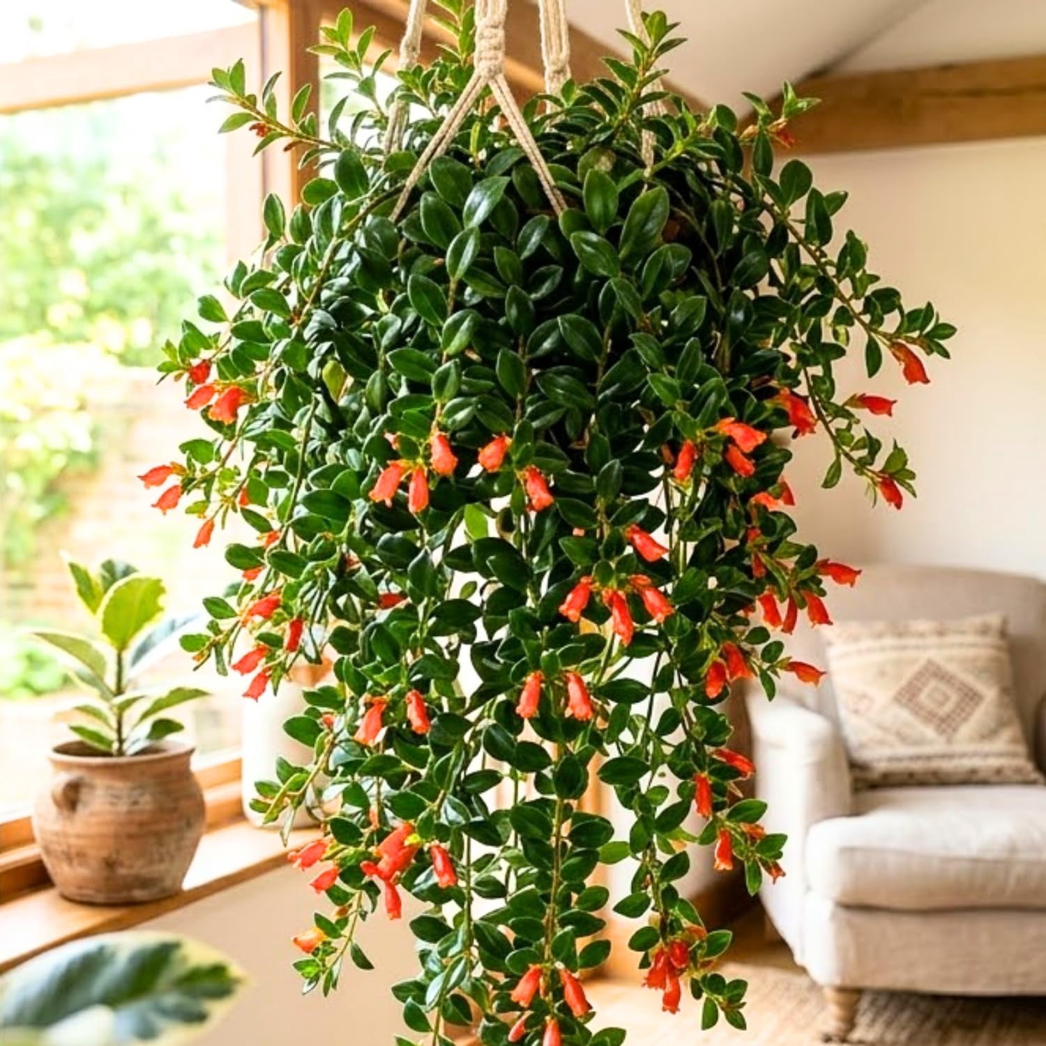 Photo inspiration: Fresh Look at Trailing Goldfish Plant Live In 4 Pot Tropical Houseplant For