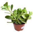Trailing Green Jade 'Senecio Jacobsenii' live Plant in 4 inch Pot w