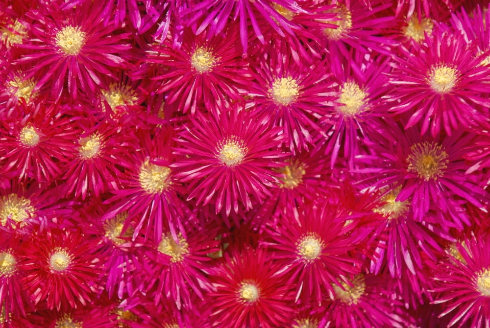 Trailing Ice Plant (Lampranthus Spectabilis) Canvas Art - Michael Thornton Design Pics (18 x 12)