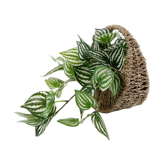 Trailing Ivy in 8.5" Hanging Basket