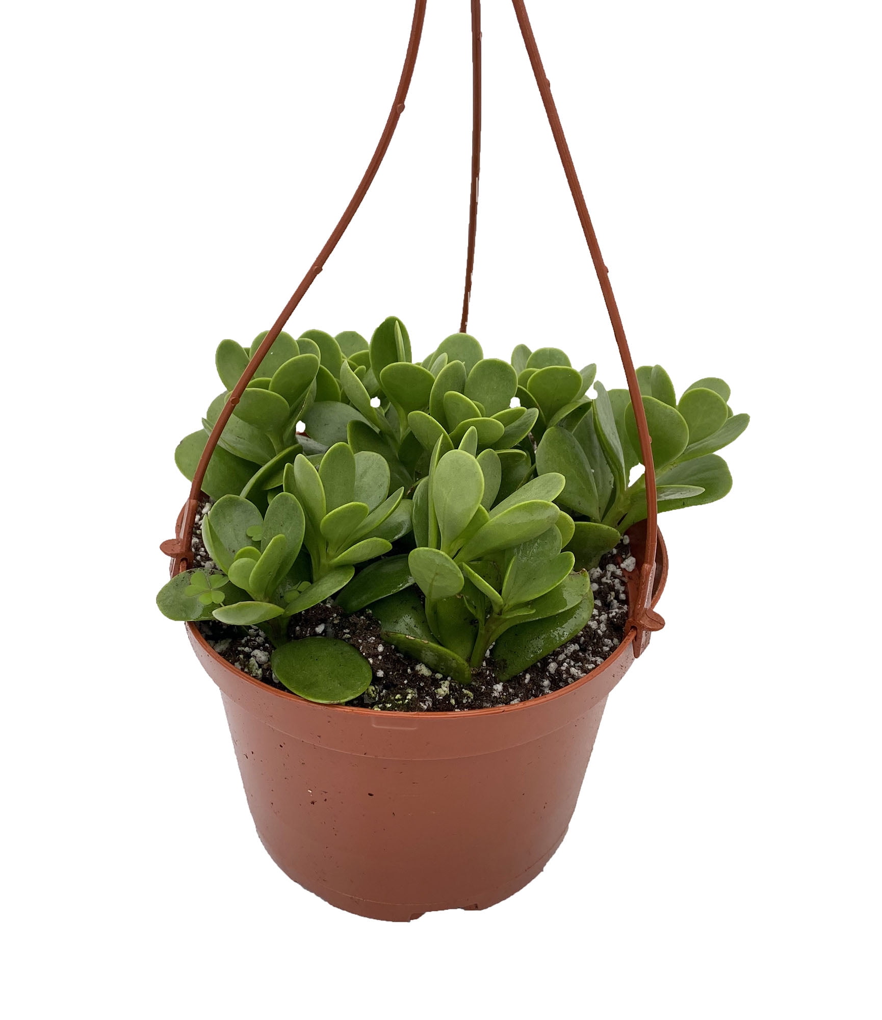 Trailing Jade Plant - Senecio - 6" Hanging Basket - Walmart.com