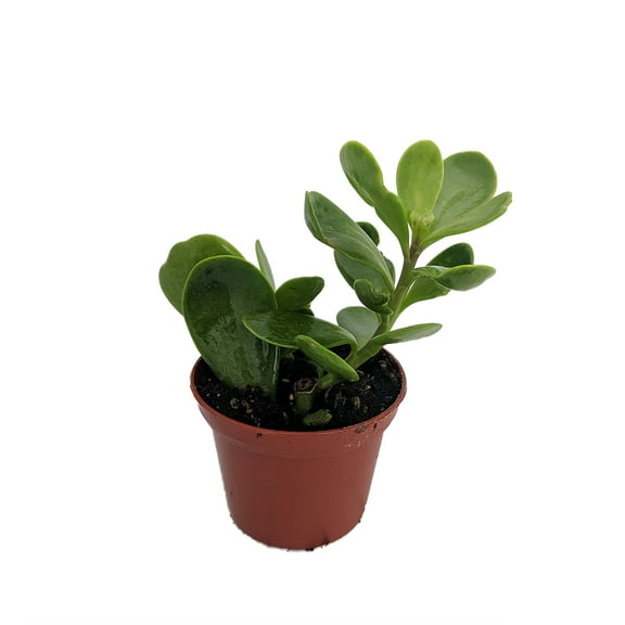 Trailing Jade Plant - Senecio jacobsenii - 2.5" Pot