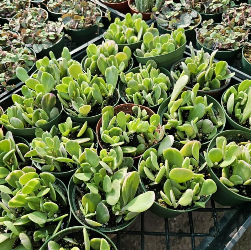 Jade Plant Prices & Live Jade Plants | Walmart - Walmart.com