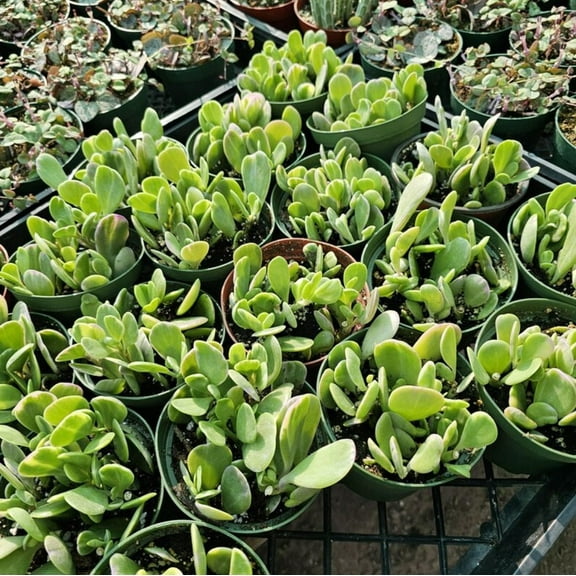 Trailing Jade in 4in Pot, Elegant and Low-Maintenance Succulent