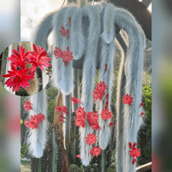 Trailing Money Tail Cactus Live Plant in 2'' Pot, Rare Cactus Plant, Live Cactus Plants for Home and Office Decor