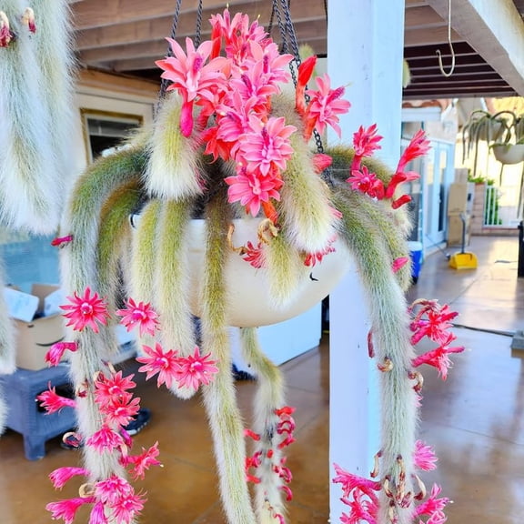 Trailing Monkey Tail Cactus Live Plant, 6-8 Inch Bare Root, Rare Succulent Plant for Indoor Growing, Pots And Hanging Planters