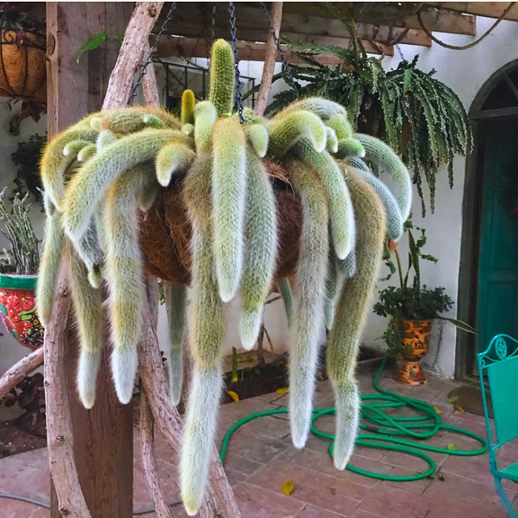 Trailing Monkey Tail Cactus Plant Live, 2 Inches Pot, Monkey Tail Cactus Plant for Hanging Basket, Home Decoration