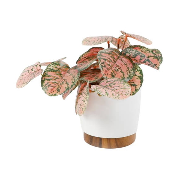 Trailing Plant in 4.25" Ceramic Pot