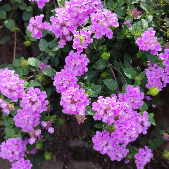Trailing Purple Lantana Plant Live 4-6'' Tall, Lantana Live Plants, Lantana Flowers for Gardening, Fragrant and Colorful Bloom
