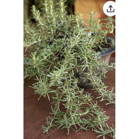 Trailing Rosemary Live 1- 3.5 inch pot Certified Oragnic Herb or ground cover