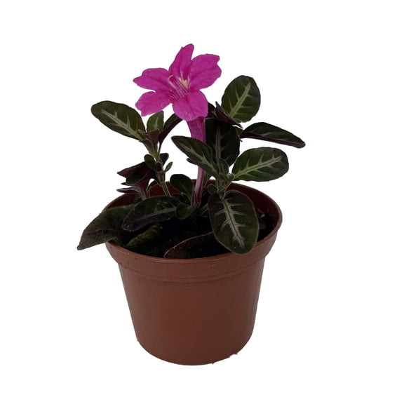 Trailing Velvet Vine Plant Ruellia makoyana - 2.5" Pot