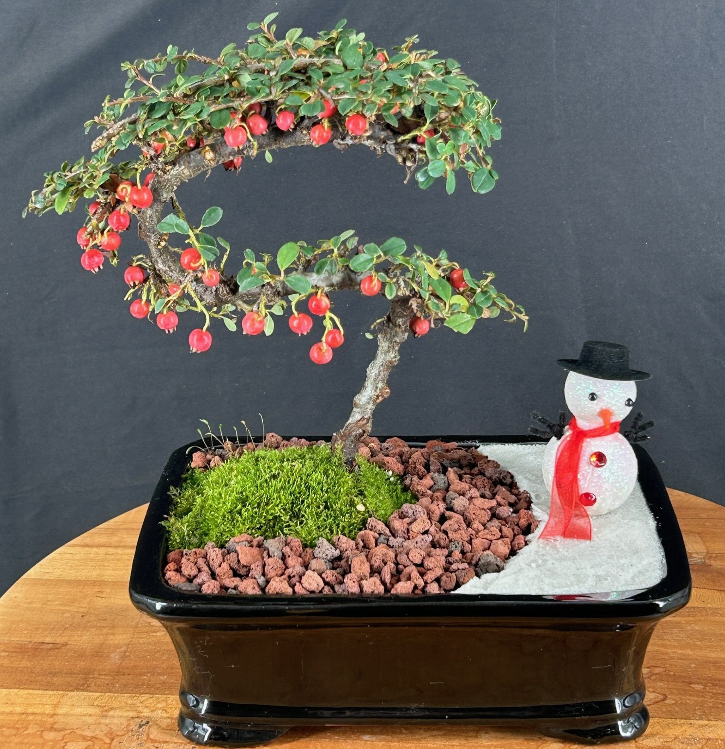 lebanon cedar bonsai Bonsai