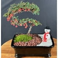 thumbnail image 1 of Trained Cotoneaster Bonsai Tree – Outdoor Evergreen Bonsai with Holiday Landscape Styling, 1 of 1