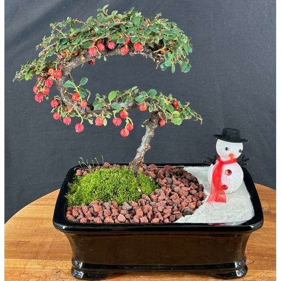 Trained Cotoneaster Bonsai Tree Outdoor Evergreen Bonsai with Holiday Landscape Styling