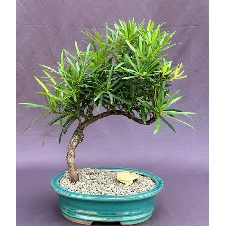 Trained Flowering Podocarpus Bonsai Tree (podocarpus macrophyllus) Plus  Free Humidity / Drip Tray - Walmart.com