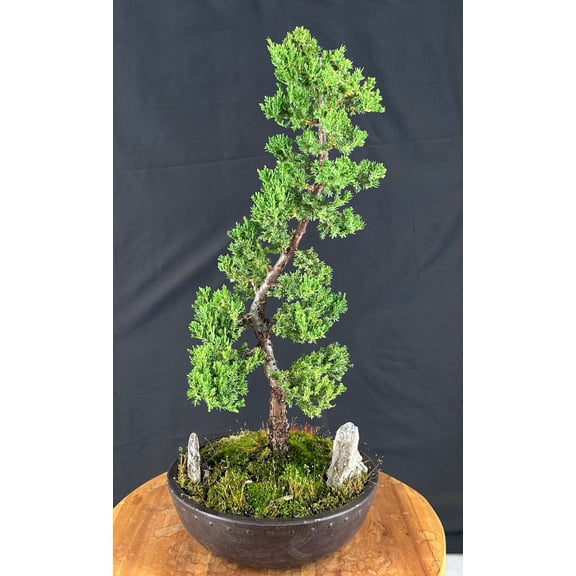 Trained Juniper "Karate Kid" Bonsai Tree (Juniperus procumbens nana), 20-Year-Old Live Outdoor Bonsai in Brown Mica Pot