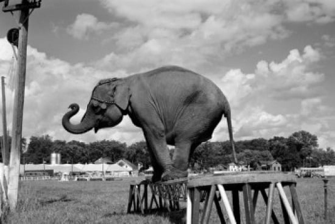 Trained elephant on plank Canvas Art - (18 x 24)