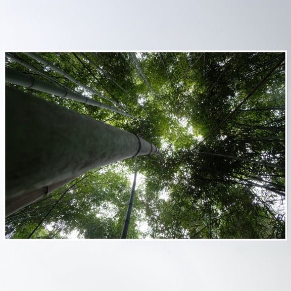 Tranquil Bamboo Trees – Upward Nature Perspective Photo Poster Wall Art, Modern Wall Decor, 8x12 UNFRAMED