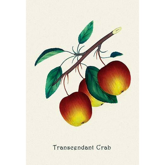 Transcendant Crab Apple Fine art canvas print (20" x 30")