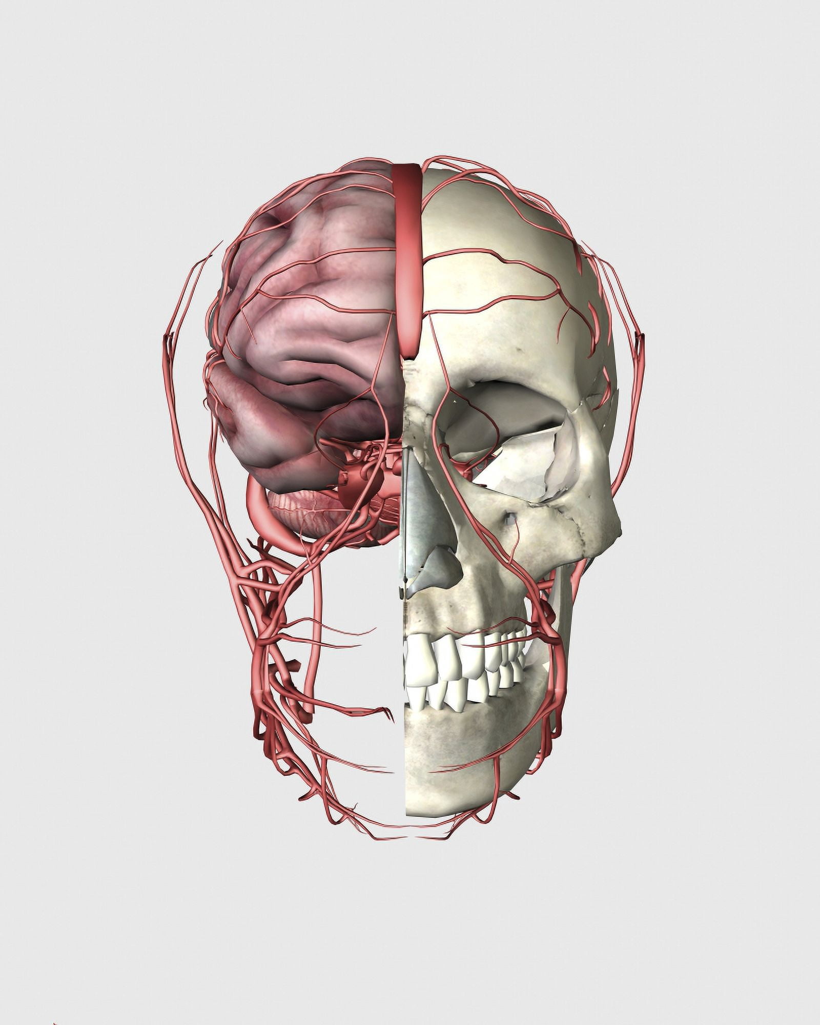 Transectional view of human skull showing half brain with veins Canvas Art - Stocktrek Images (13 x 16)
