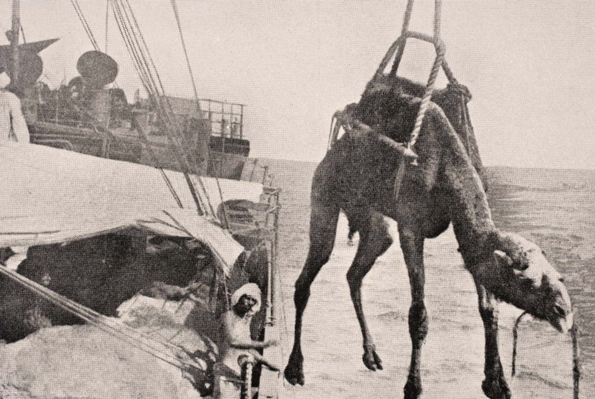 Transferring Camel From Ship To Land In Persian Gulf 1915 From The War Illustrated Album Deluxe Published London 1916 Canvas Art - Ken Welsh Design Pics (36 x 24)
