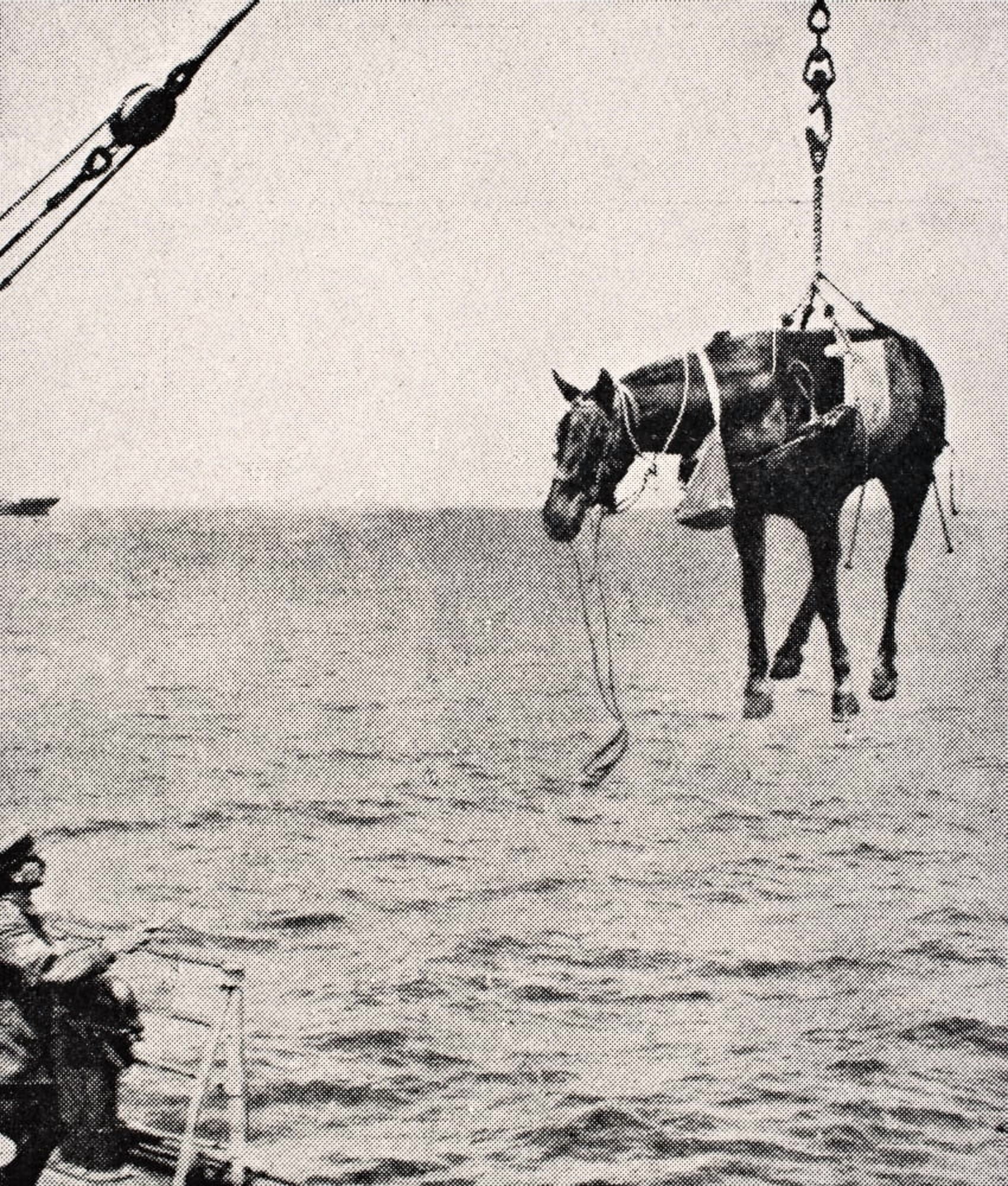 Transferring Horsel From Ship To Land In Persian Gulf 1915 From The War Illustrated Album Deluxe Published London 1916 Canvas Art - Ken Welsh  Design Pics (13 x 16)
