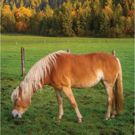 Nature's Seed Transitional Zone Horse Pasture Mix - 10 Lb