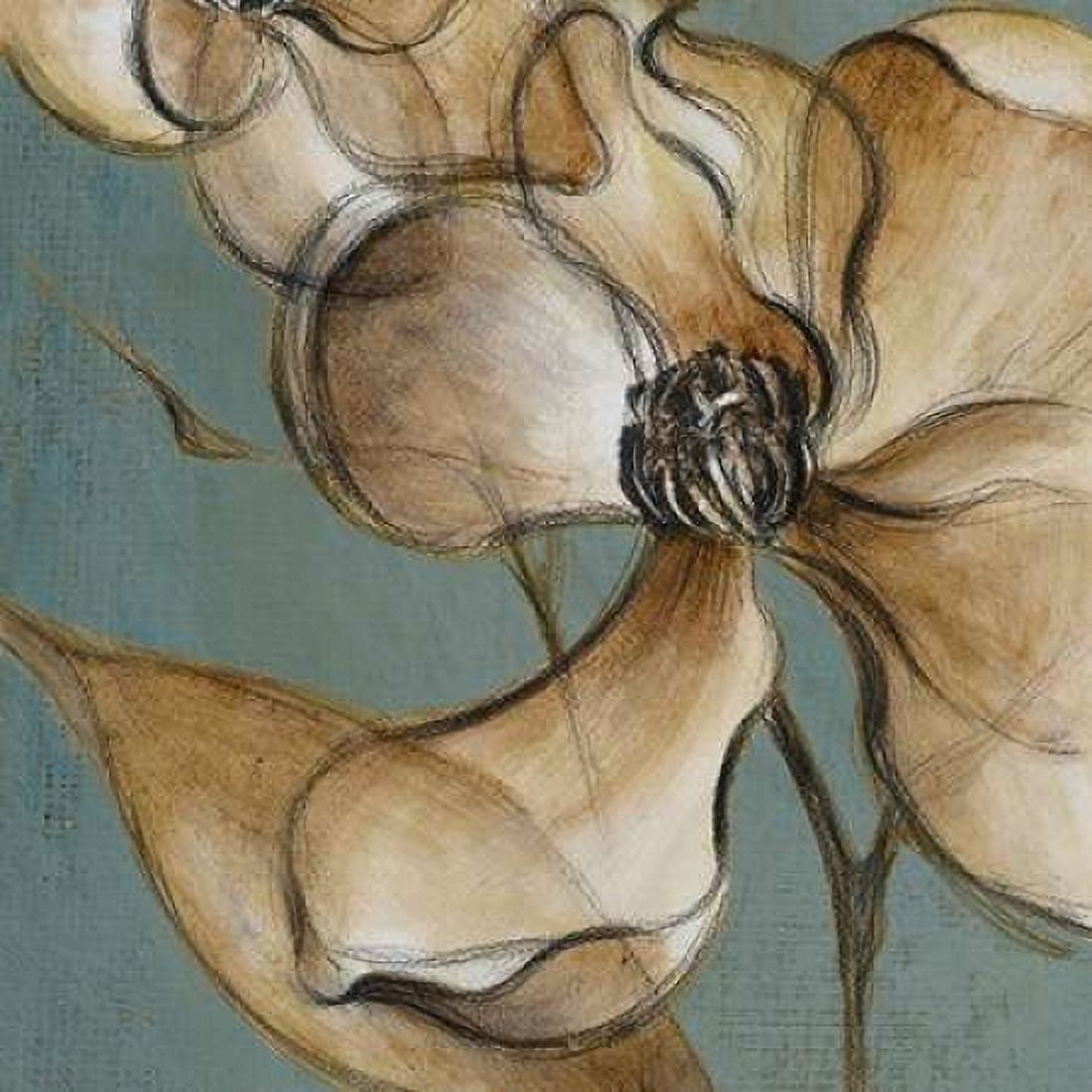 Translucent Magnolias Canvas Art - Lanie Loreth (24 x 24)