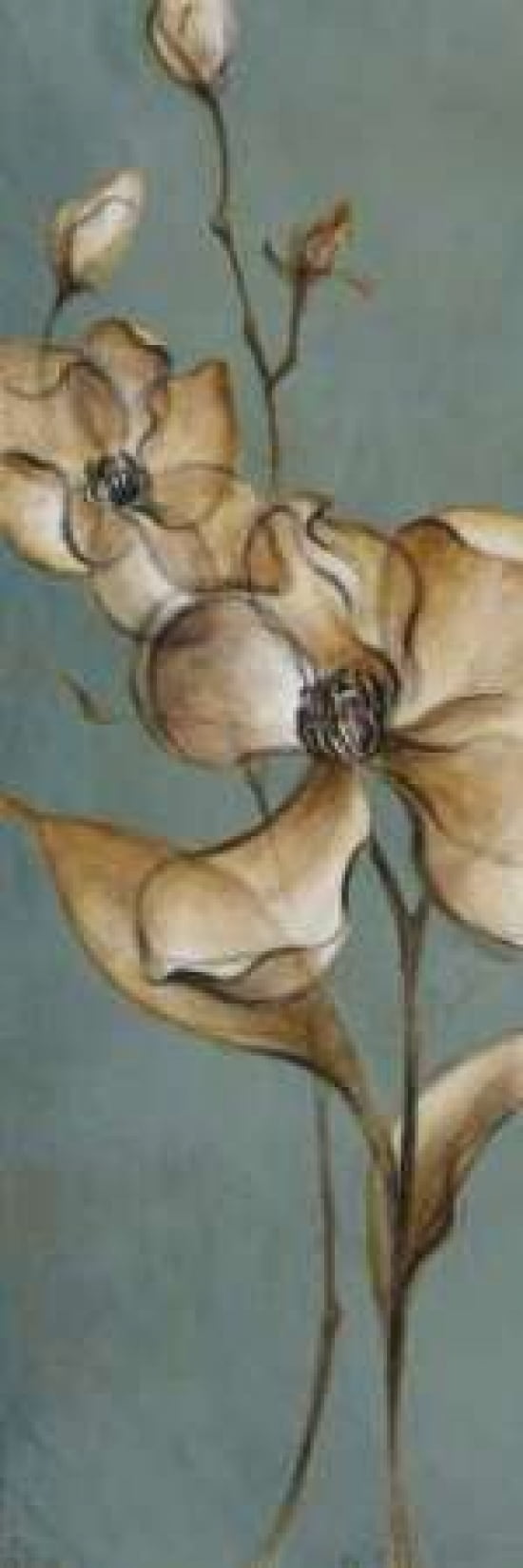 Translucent Magnolias Canvas Art - Lanie Loreth (8 x 24)