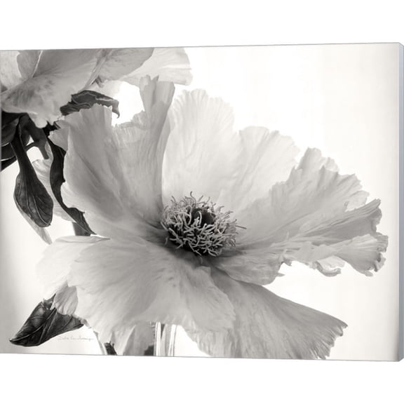 Translucent Peony VI BW by Debra Van Swearingen, Canvas Wall Art, 20W x 16H