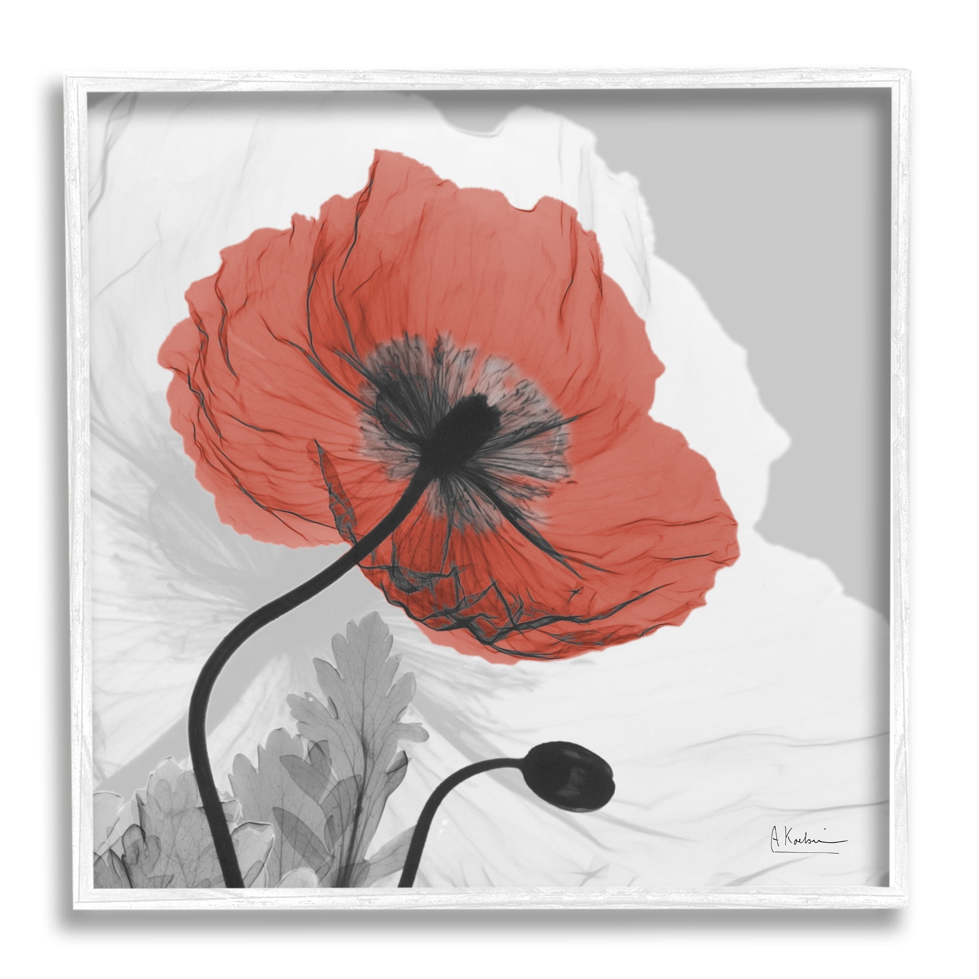 Translucent Red Poppy Floral Modern Flower Photography Botanical & Floral Framed Art Print Wall Art, 17x17