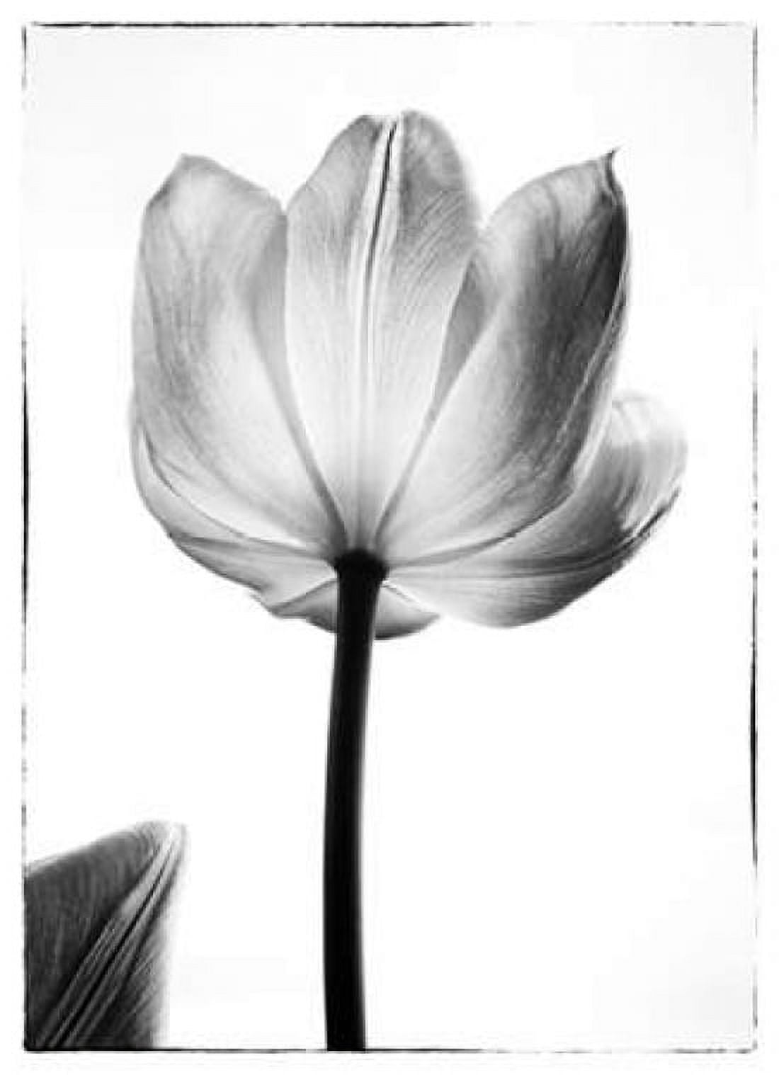 Translucent Tulips I Canvas Art - Debra Van Swearingen (20 x 28)