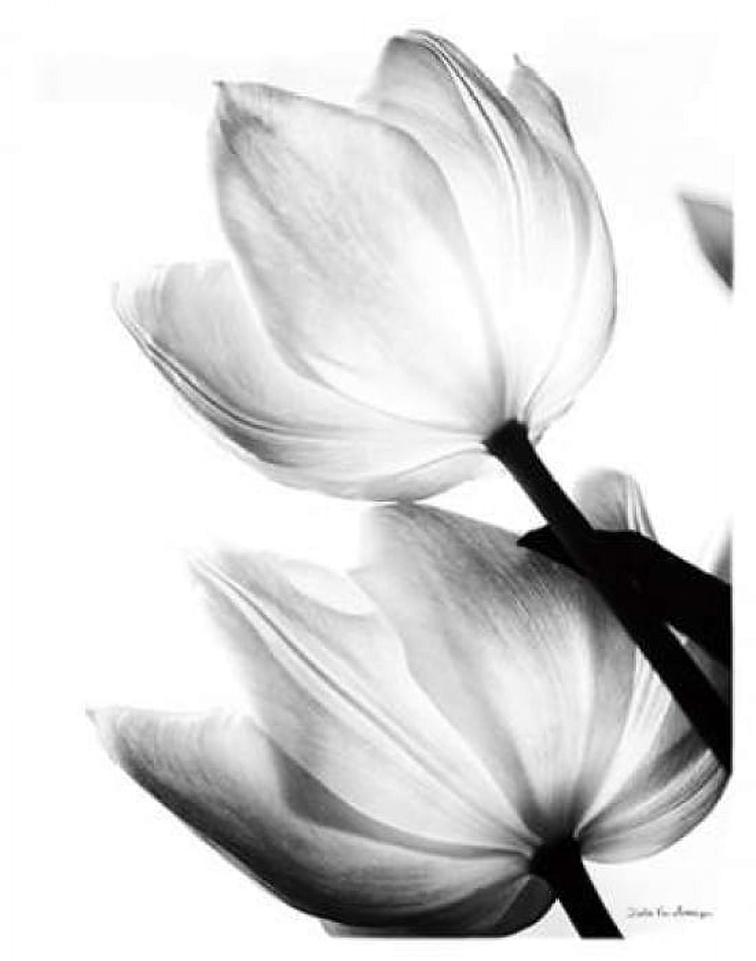 Translucent Tulips II no border Canvas Art - Debra Van Swearingen (22 x 28)