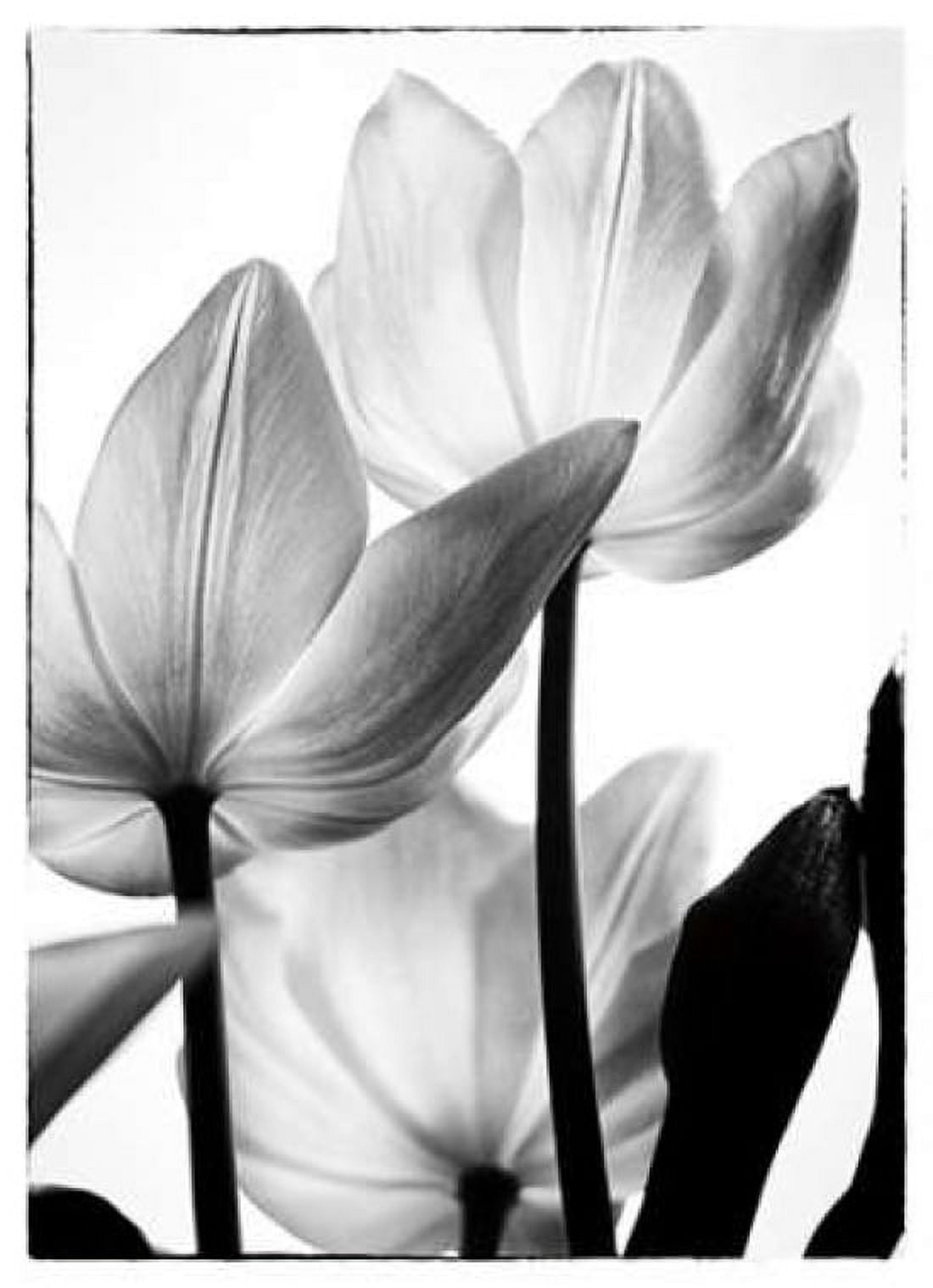 Translucent Tulips III Canvas Art - Debra Van Swearingen (20 x 28)