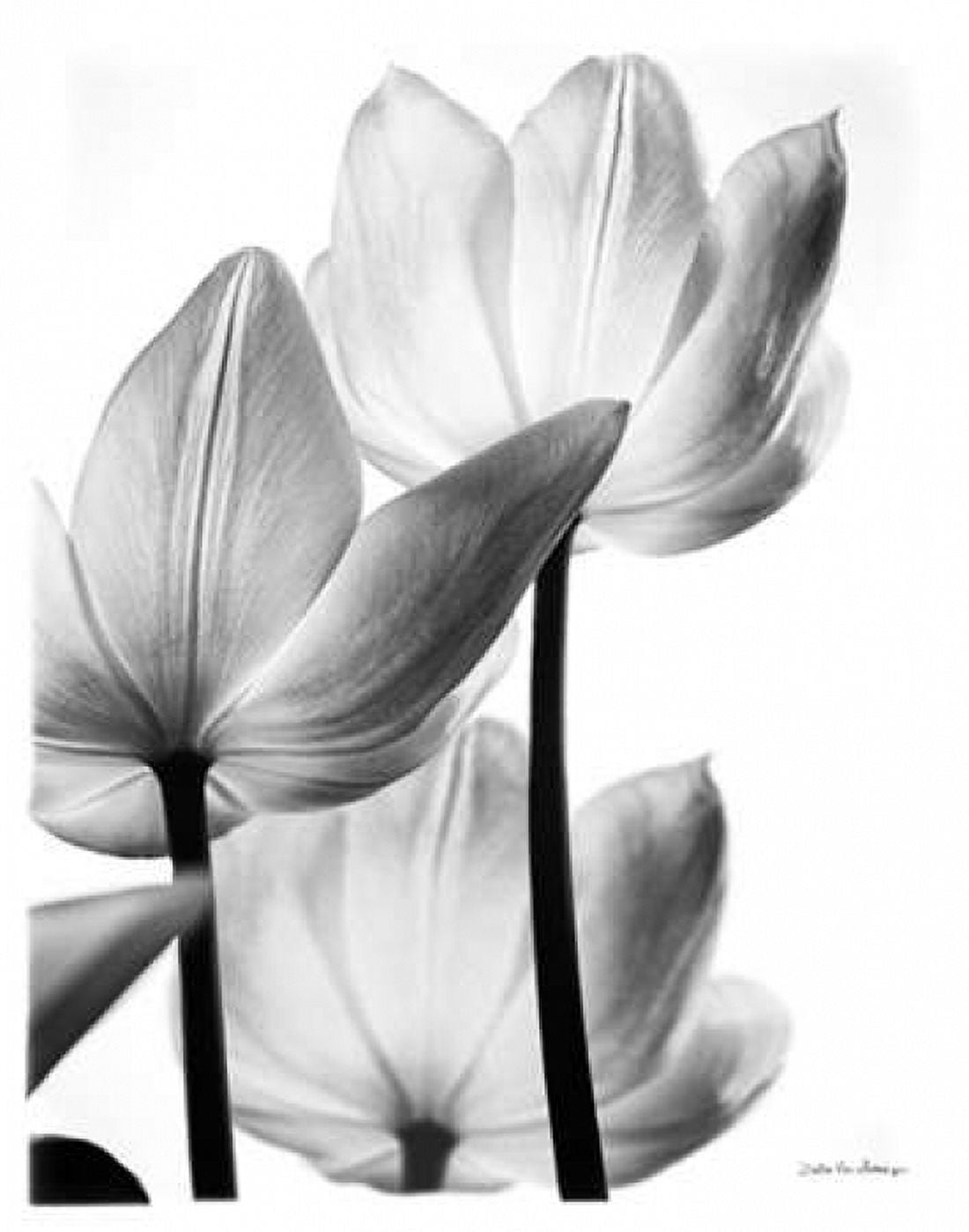 Translucent Tulips III no border Canvas Art - Debra Van Swearingen (22 x 28)