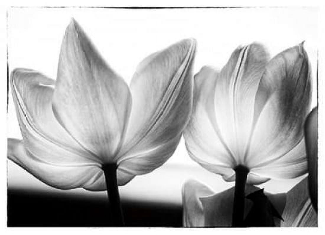 Translucent Tulips V Canvas Art - Debra Van Swearingen (20 x 28)