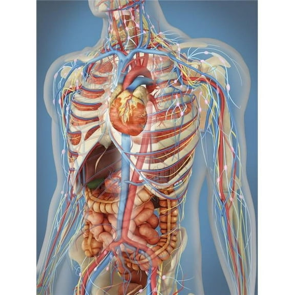 Transparent Human Body Showing Heart & Main Circulatory System Position with Internal Organs Nervous System Lymphatic System & Circulatory System Poster Print, 12 x 16