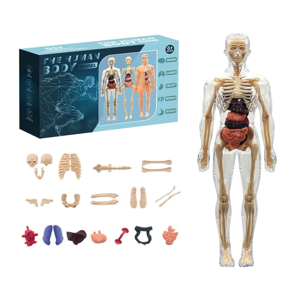 Transparent Human Body Structure Model Kit Transparent 3D Human Torso Model DIY Detachable Anatomical Figure Organizer Suitable For 6+ Years Old Halloween Christmas Toys